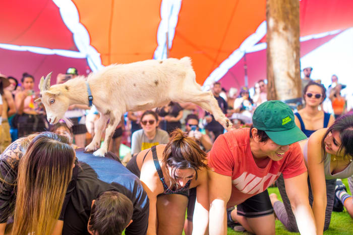 Fans assistant au yoga avec des chèvres sous la tente Sol sur la Mesa.