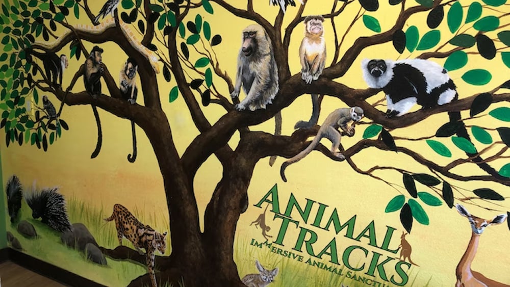 animaltracks-5865495-6204631-jpeg