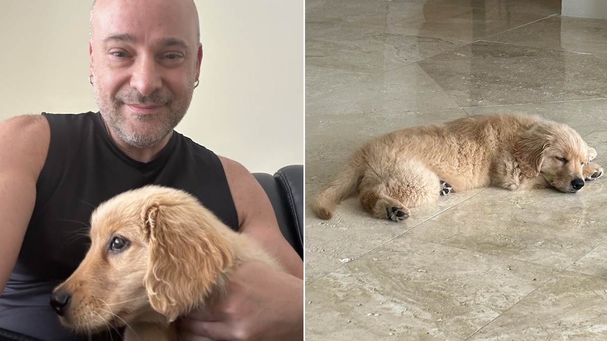 Le chiot disparu du chanteur perturbé David Draiman rentre chez lui
