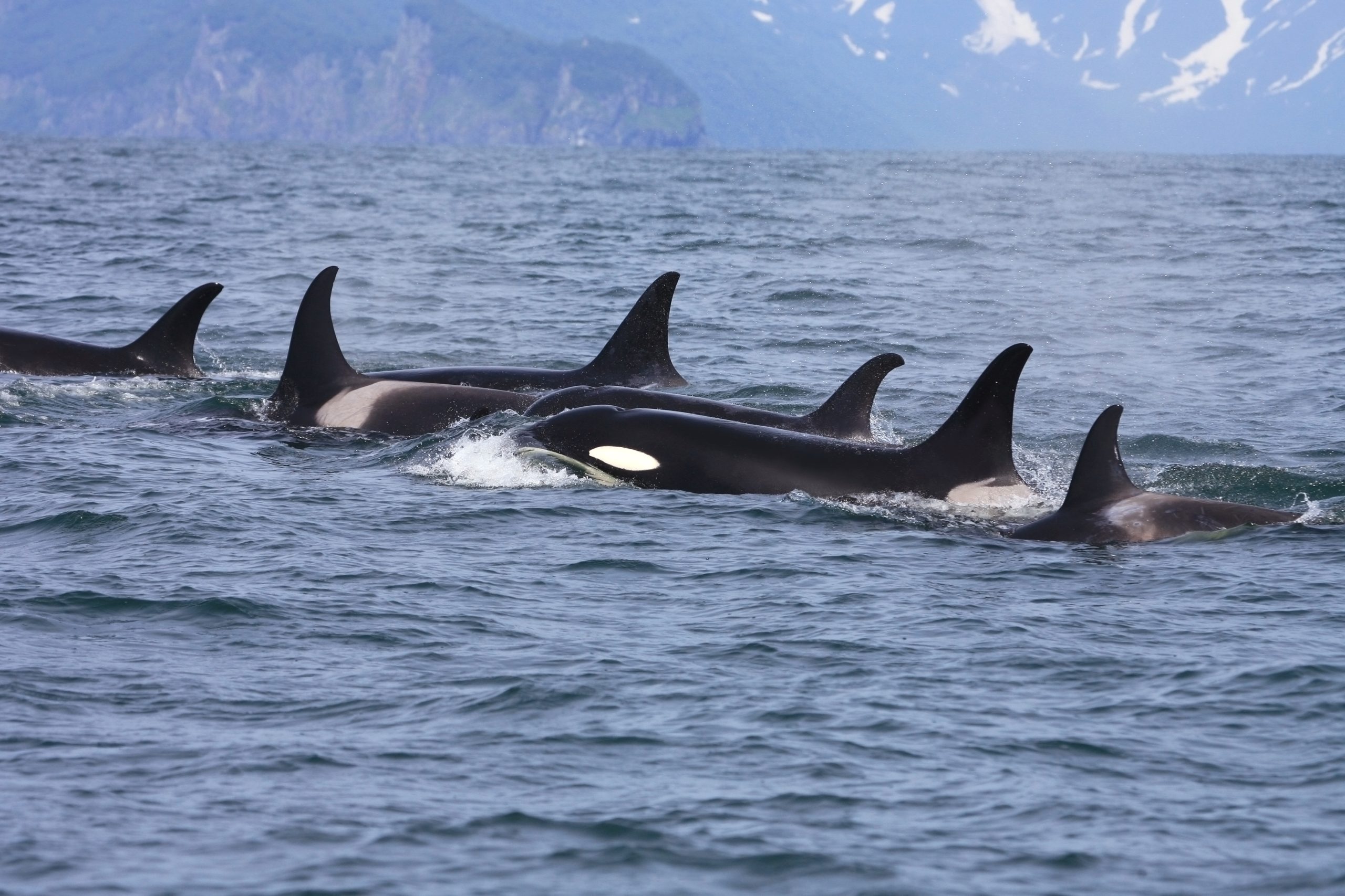 Killer whale group in the wild